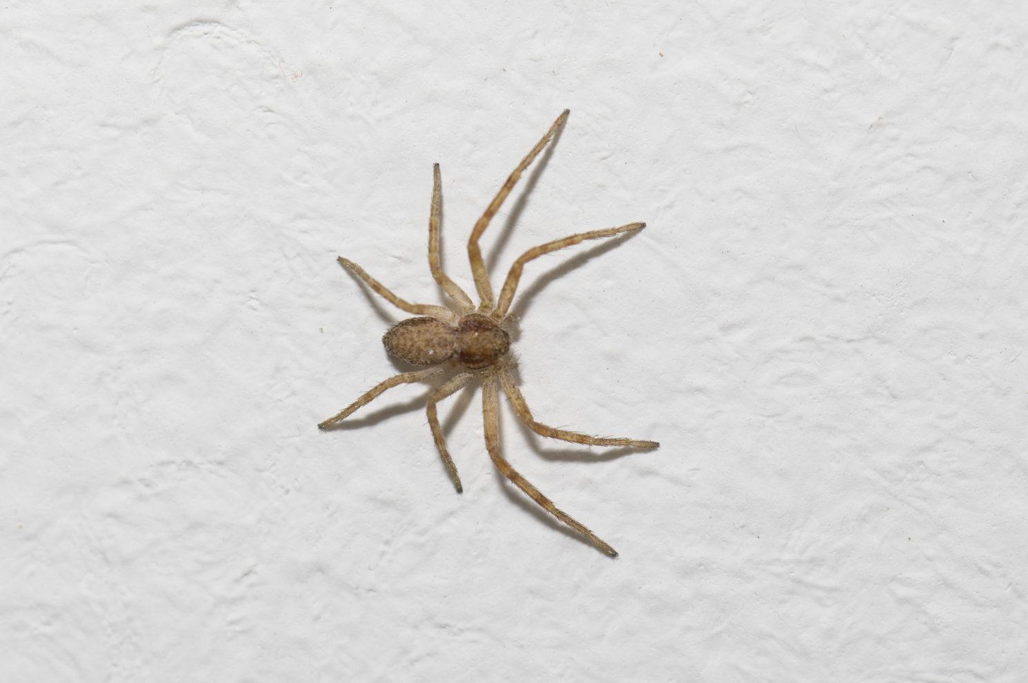 Some interesting spider species inside the house. : r/Entomology