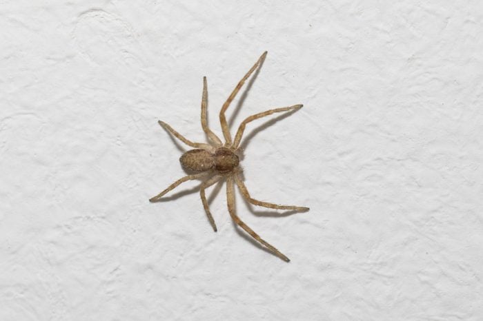 Common house spider on the house wall