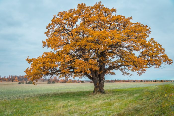 Knotty old oak tree in autumn colors
