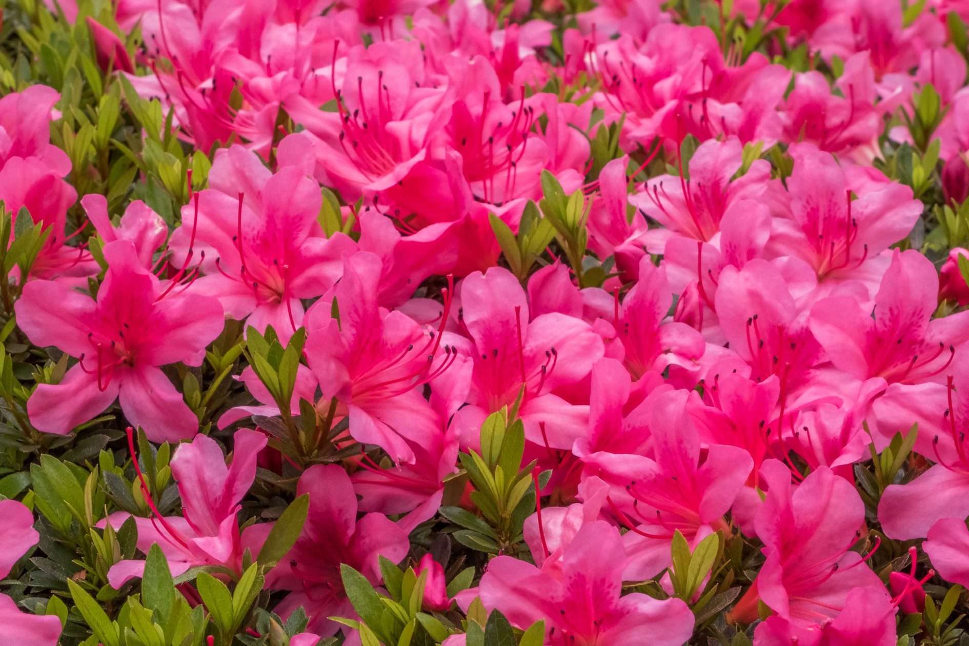 Full Frame Shot Of Pink Flowering Plants