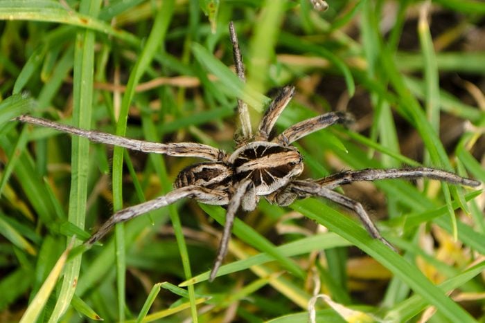 Grass spider in the grass