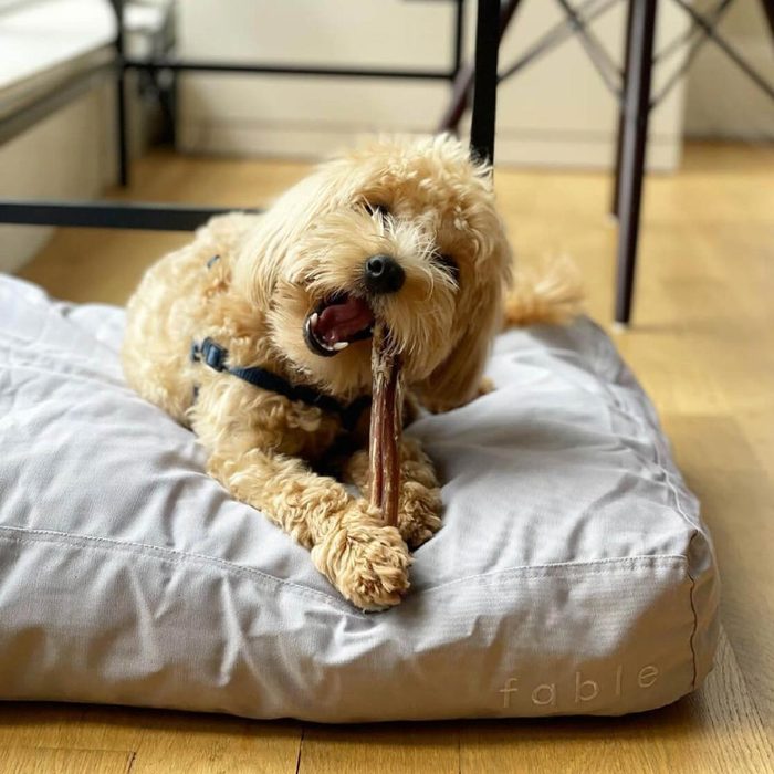 10 Innovative Products From Fable Pets We're Buying Asap