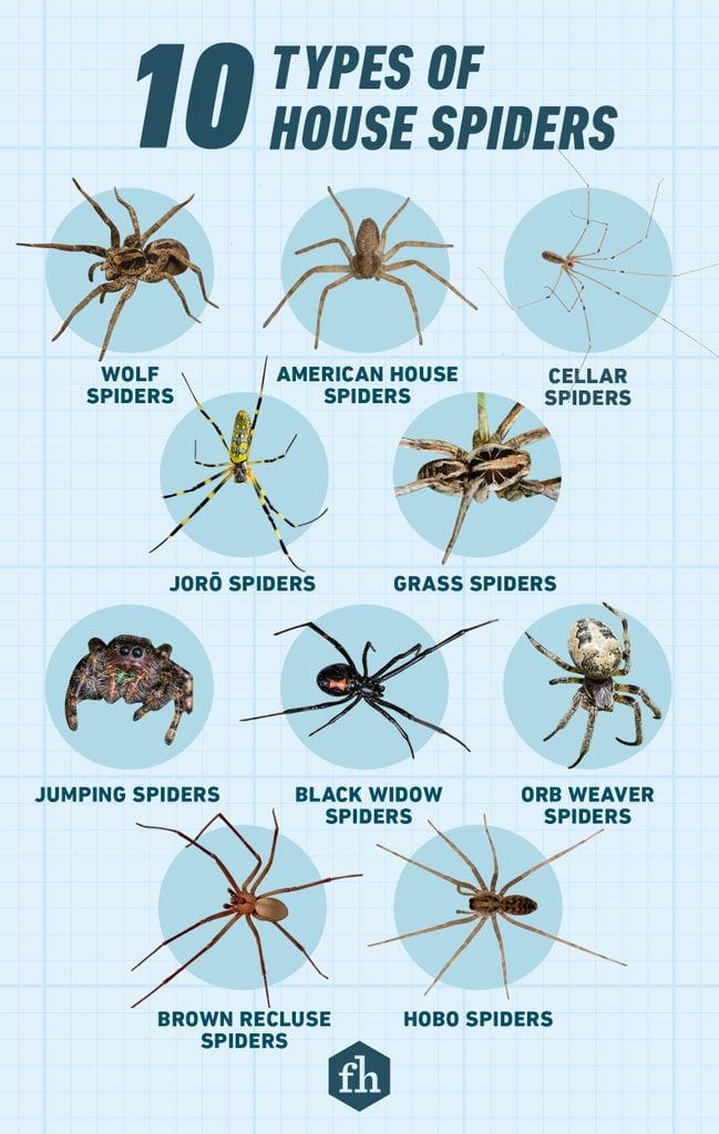 10 Types Of House Spiders Graphic Gettyimages10