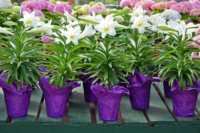 Easter Lily Pots in purple foil at a plant store during spring