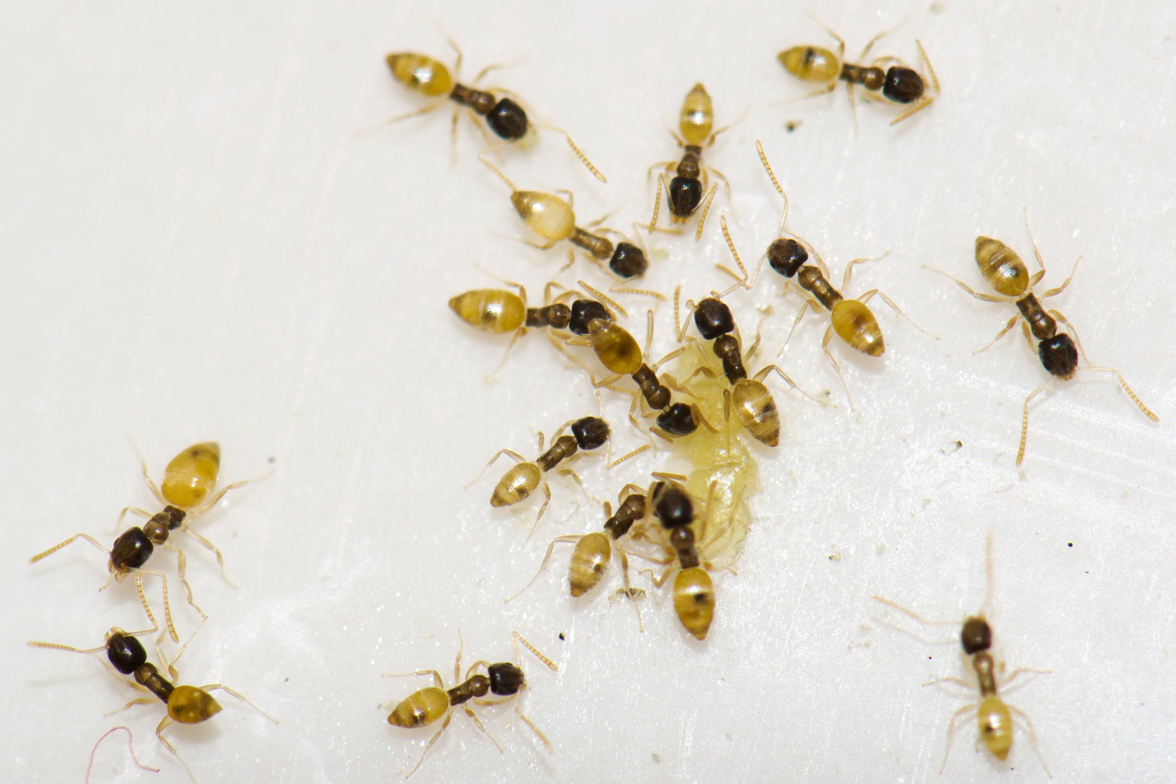 A Homeowner S Guide To Ghost Ants