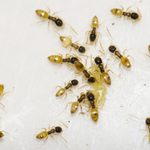 A Homeowner’s Guide to Ghost Ants