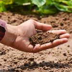 How To Test Soil pH With and Without a Kit