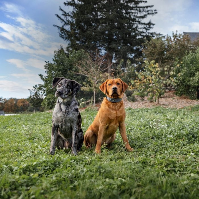 two dogs sitting in the grass with collars for the invisible fence