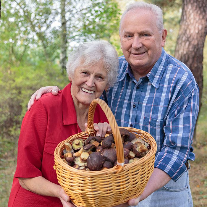 Senior Couple Picking Mushrooms In The Forest
