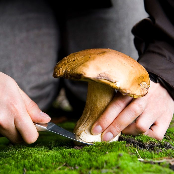 Female picks a bolete mushroom in the forest