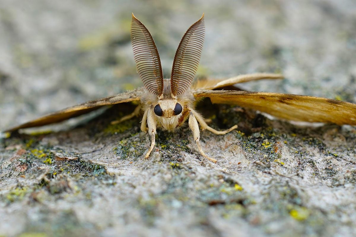 Homemade Moth Trap  Cleaning recipes, Getting rid of moths, Moth killer  homemade