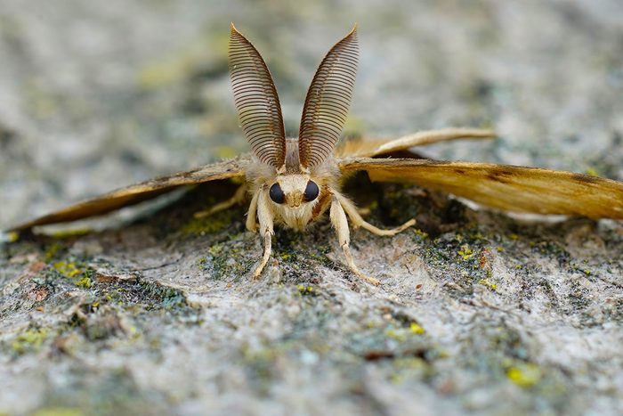 Closeup On A Male Gypsy Moth , Lymantria Dispar With It's Remarkable Bat like Antenna