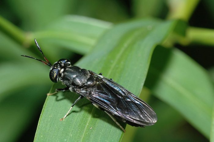 Black Soldier Fly resting on a leaf with green leaves in the background