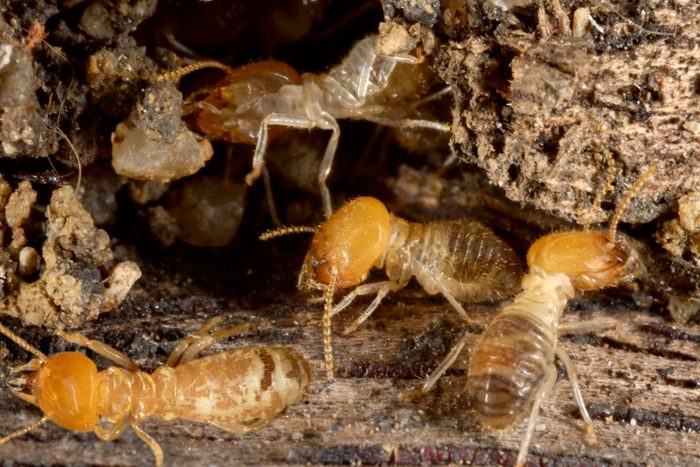 A Close Up Of Ugly Termites in a small hole in the lumber