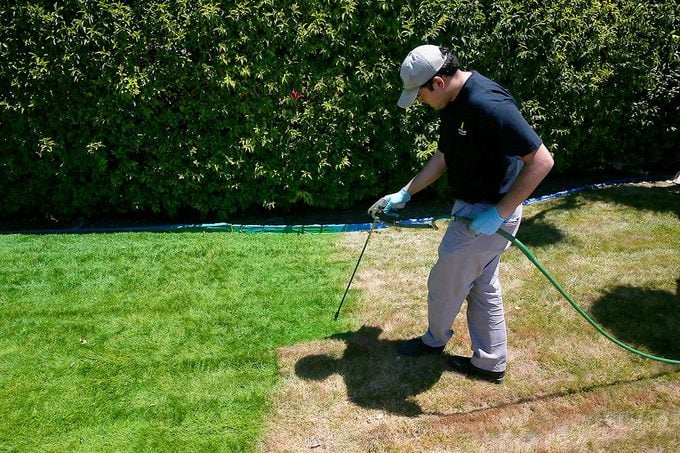 Grass Painter Sprays dead lawn with green spray paint after extreme heat and drought