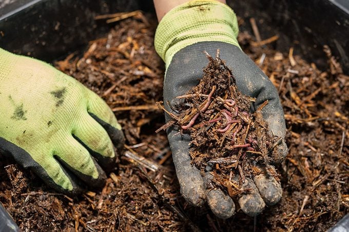 Earthworms found in a composting fertilizer bin