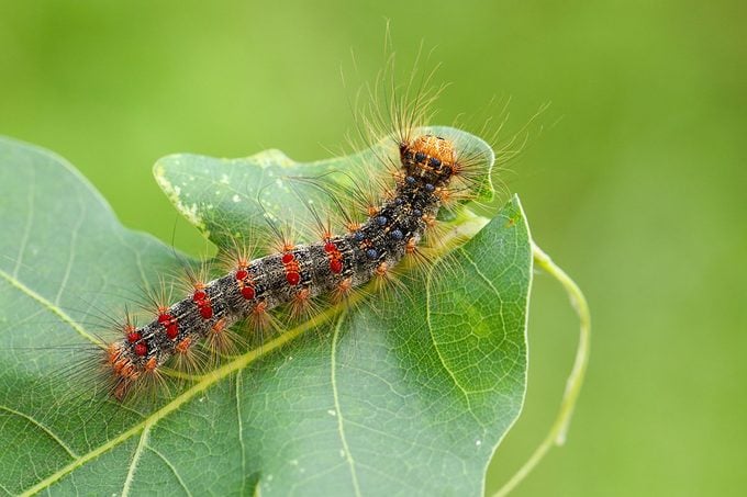 A Gypsy Moth Caterpillar (lymantria Dispar) Feeding On An Oak Tree Leaf In Woodland.