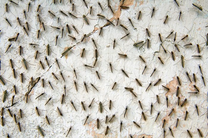 Mass of mosquitoes on a white wall, Zmiinyi Island, Snake Island, Black Sea, Odessa, Ukraine, Eastern Europe