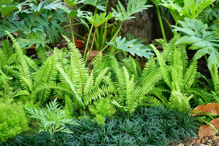 tropical fern garden