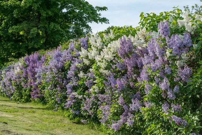 Hedge with white and purple lilac in summer sunlight