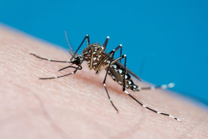 Aedes aegypti (yellow fever mosquito / mosquito da dengue)