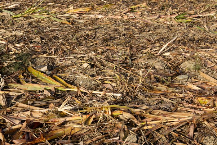 indian corn field after the harvest, frame filled