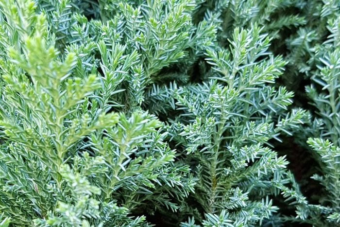 Close-up of Juniperus in the Cypress family, full frame, detail of foliage, natural green background