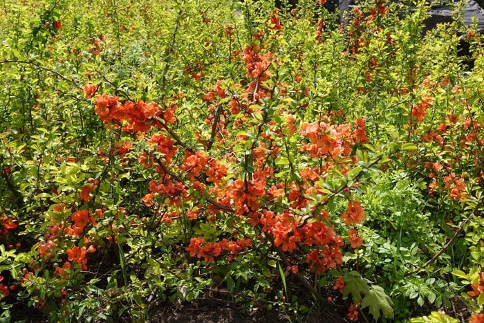 A lot of orange flowers in the leafage of Japanese quince in April