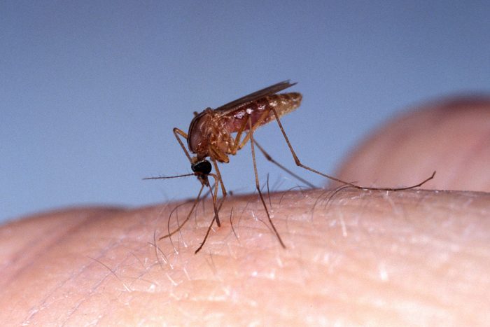 Mosquito, culex quinquefasciatus, Adult bitting Skin, Florida