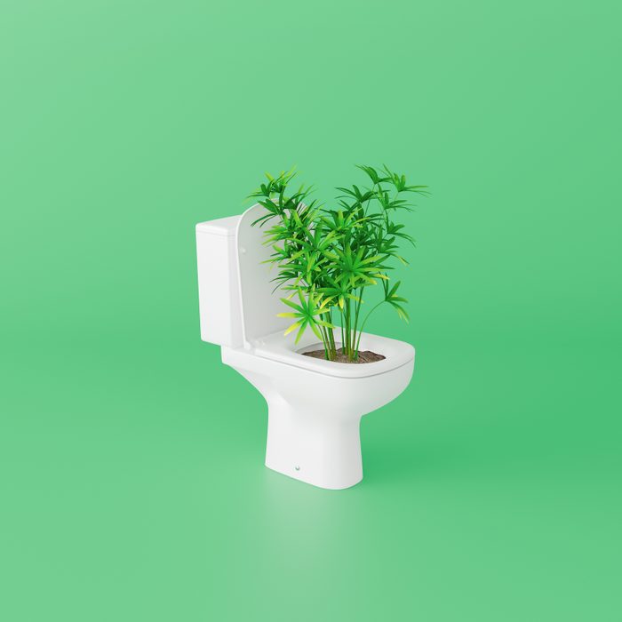 Plant Growing From Toilet On Green Background.