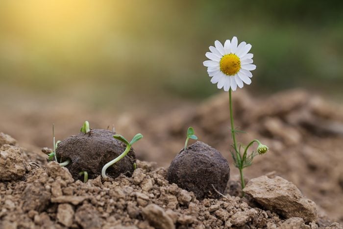 Chamomile wild flower Plants sprouting from a seed ball on dry soil
