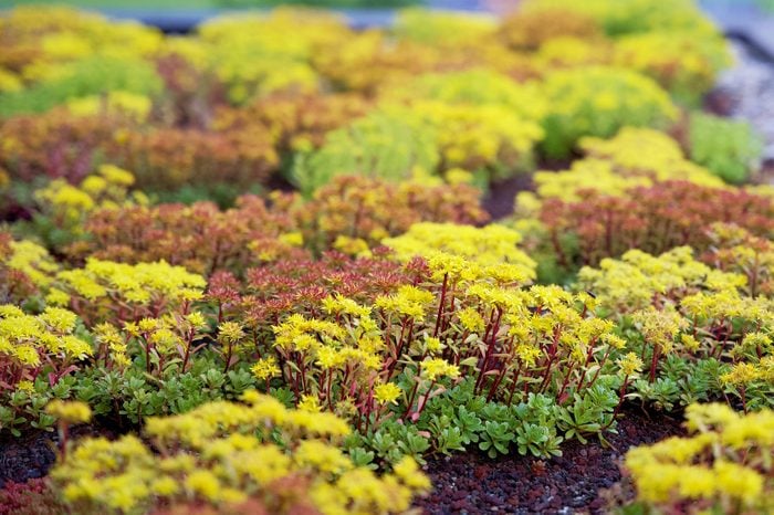 yellow blooming sedum roof garden on a hotel roof in the mountains