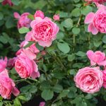 How To Grow a Rose Bush