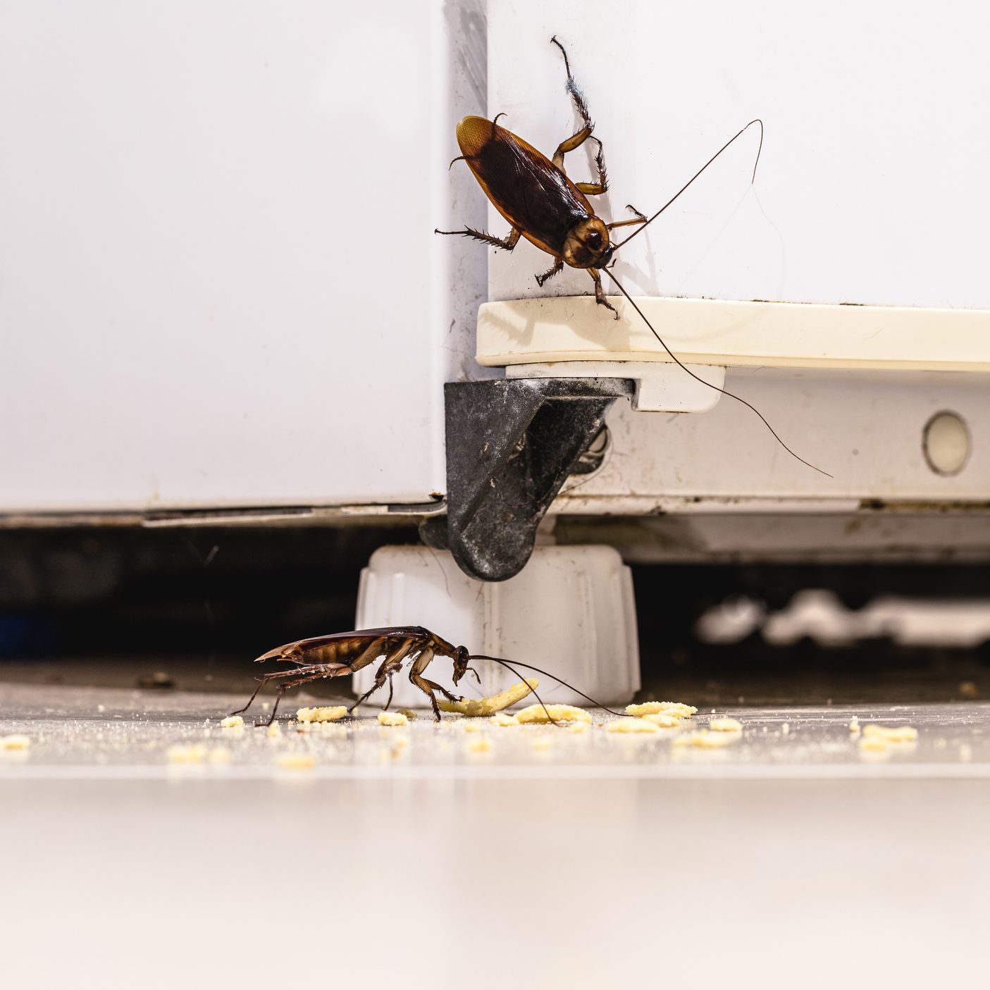 8 Best Roach Killer for Apartments