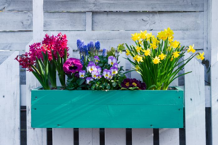 Flower pot with spring flowers. Home and garden decoration