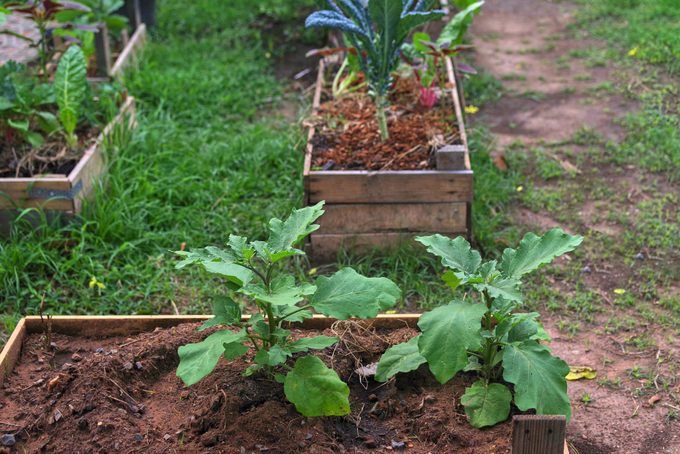 The eggplant plants in the wooden vegetable plot