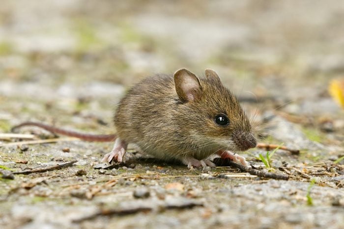 House mouse (Mus musculus) on the ground closeup.