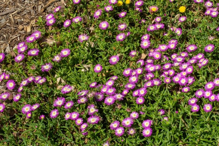 A carpet of purple and white flowers of a 'fig fusion' ice-plant (delosperma)