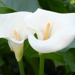 How To Grow Calla Lilies
