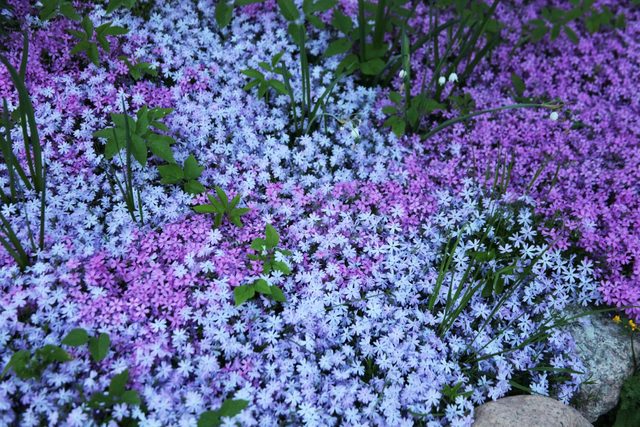 Flowers of creeping Phlox, carpeted, styloid, ground cover, blooming, 