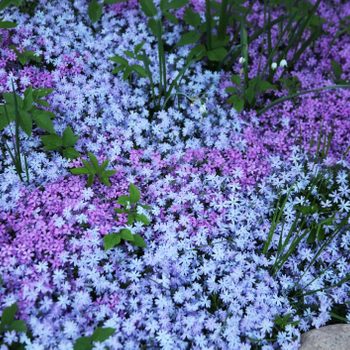 Flowers of creeping Phlox, carpeted, styloid, ground cover, blooming, Цветы