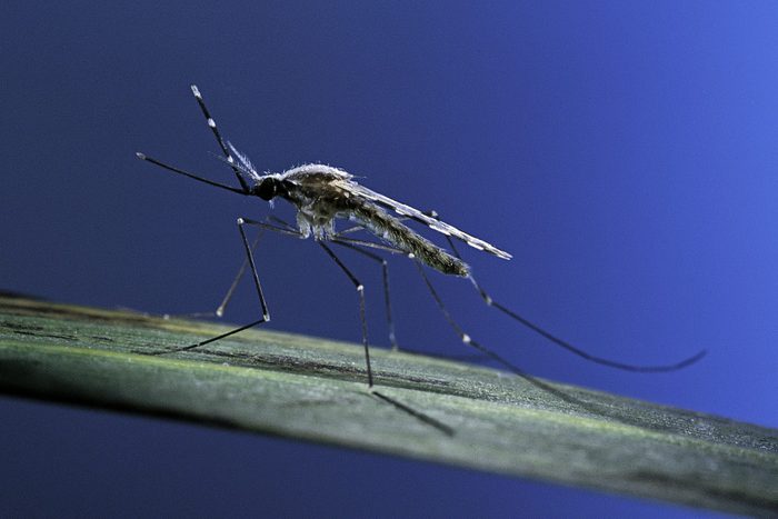 Anopheles maculipennis (malaria mosquito)