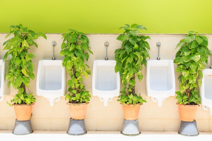 Modern Mens Toilets With Green Plants in a sunny outdoor setting
