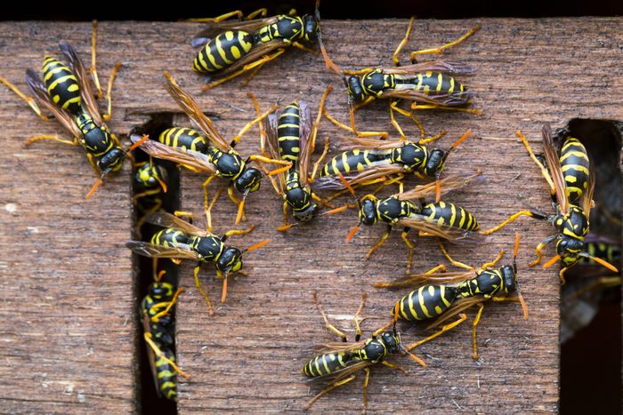 Close-Up Of Wasps In Nest