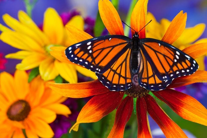 Viceroy Butterfly Limenitis archippus resting on Rudbekia Flowers