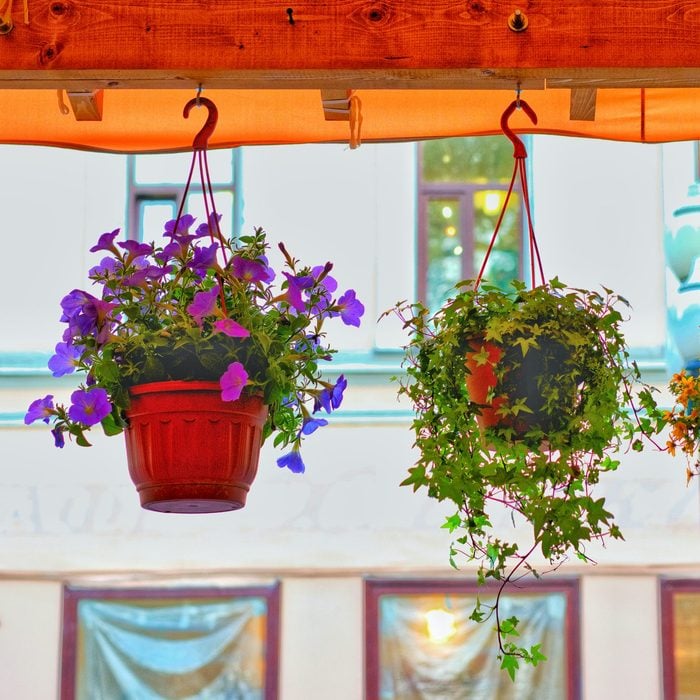 A hanging flower pot with many color flower flora.