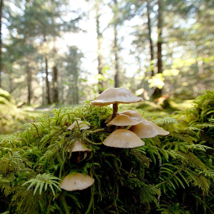 Tongass Mushroom Colony