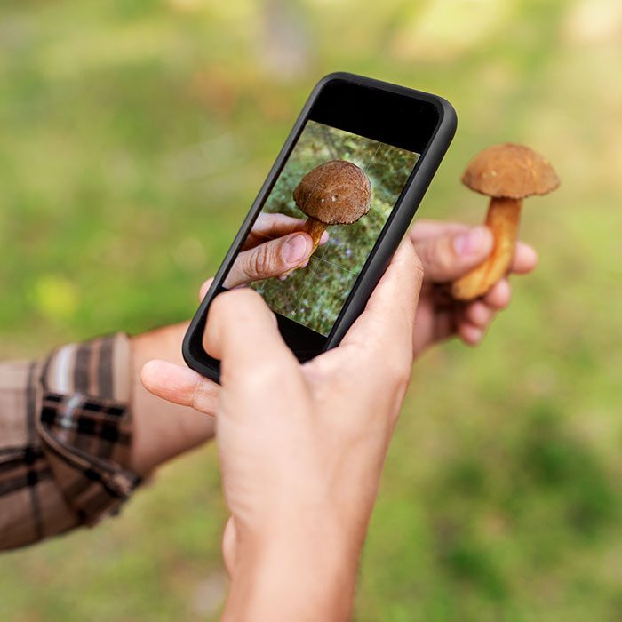 Hands Using Smartphone App To Identify Mushroom