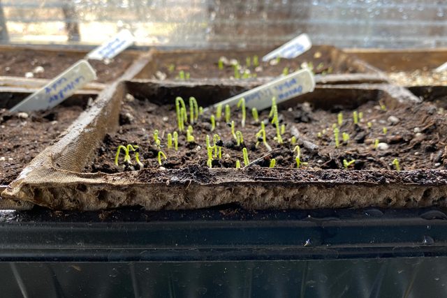 onion seedlings just coming up