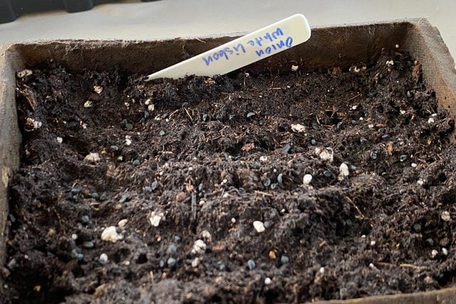 seeds scatter on soil